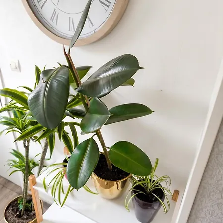 Confortable A De 70 M²